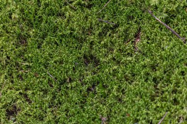 Yeşil, orman yosunu. Doğal arkaplan