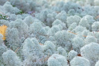 Yagel, güzel bir geyik yosunu, İskandinav doğasında yetişir. Orman arkaplanı