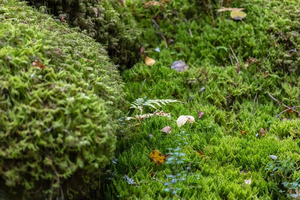 绿色，森林苔藓。自然背景 — 图库照片