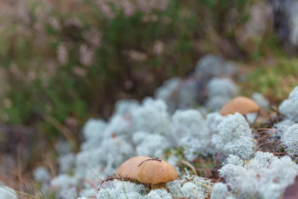 Cogumelos pequenos, cogumelos marrons comestíveis em líquen, musgo de veado. — Fotografia de Stock