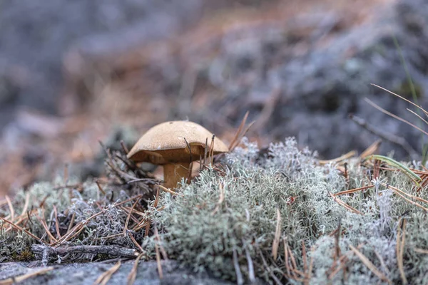 small mushrooms, edible brown mushrooms in lichen, deer moss.