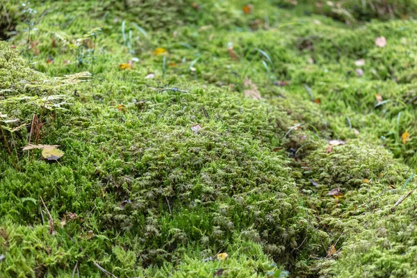 Grün, Waldmoos. Natürlicher Hintergrund — Stockfoto