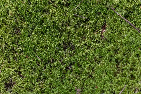 Yeşil, orman yosunu. Doğal arkaplan