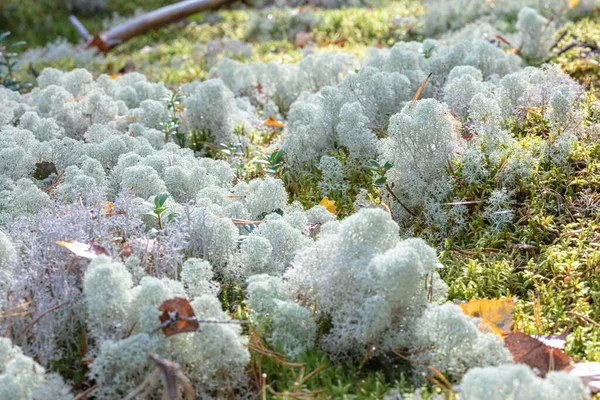 Yagel, un hermoso musgo de ciervo, crece en el bosque, la naturaleza escandinava. Fondo forestal —  Fotos de Stock