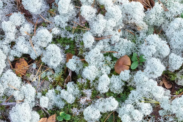 Yagel, um belo musgo de veado, cresce na floresta, natureza escandinava. Fundo florestal — Fotografia de Stock