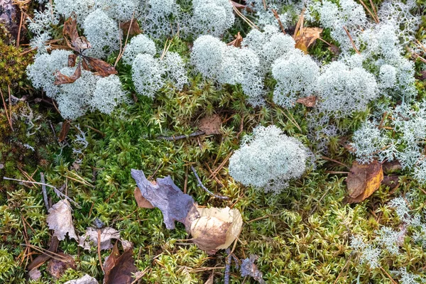 Yagel, een prachtig hertenmos, groeit in het bos, de Scandinavische natuur. Bosachtergrond — Stockfoto