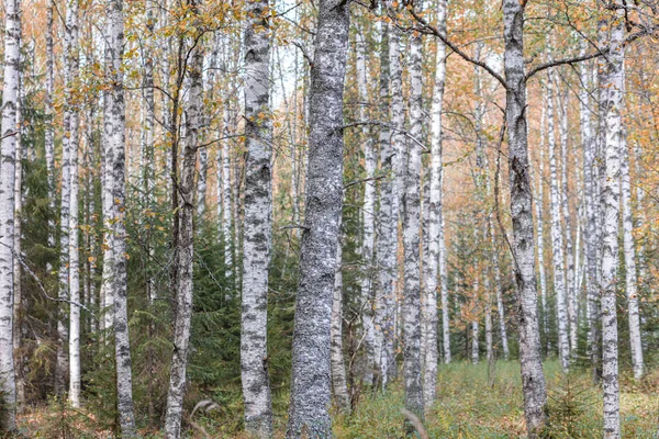 Birkenwald, schlanke Stämme, gelbes Laub, herbstlicher Hintergrund — Stockfoto
