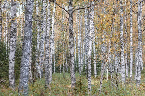 Birkenwald, schlanke Stämme, gelbes Laub, herbstlicher Hintergrund — Stockfoto