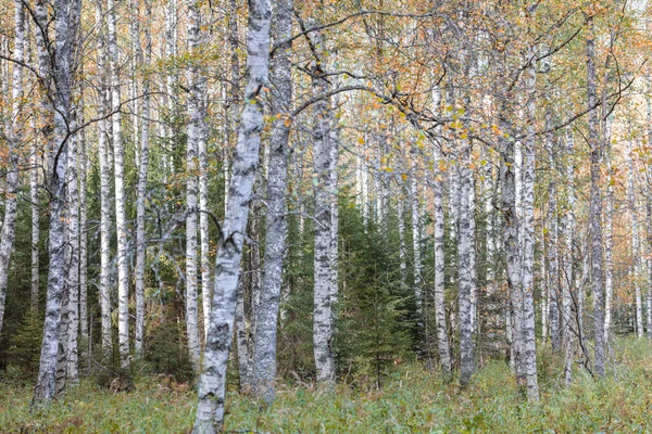 Birch forest, slender trunks, yellow foliage, autumn background — Stock Photo, Image