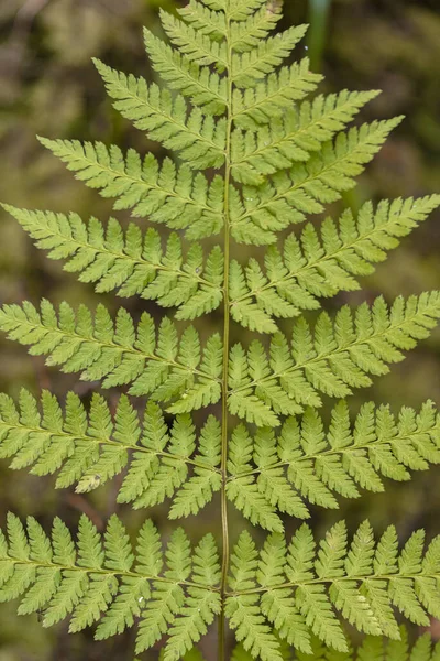 초록 콩 잎, 클로즈업, 맨 위 뷰. 숲의 배경 — 스톡 사진