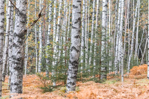 Birken im Herbst, mit gelben Blättern. Hintergrund Wald — Stockfoto