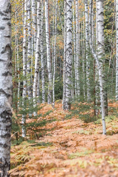 Birken im Herbst, mit gelben Blättern. Hintergrund Wald — Stockfoto