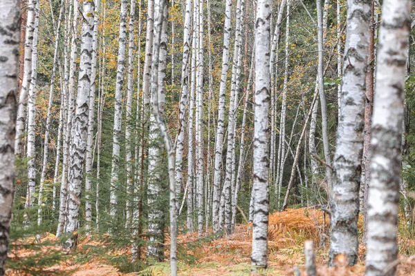 Birken im Herbst, mit gelben Blättern. Hintergrund Wald — Stockfoto