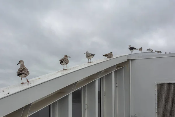 Sea gulls are sitting on the parapet, waiting for the departure of the ferry — Stock Photo, Image