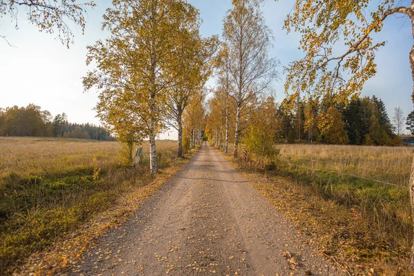 Schotterpiste mit Birken. Konvergente Linien am Horizont. Herbstliche Landschaft — Stockfoto