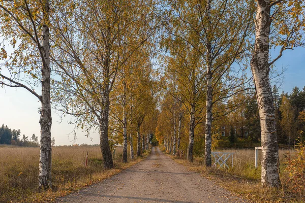 Schotterpiste mit Birken. Konvergente Linien am Horizont. Herbstliche Landschaft — Stockfoto