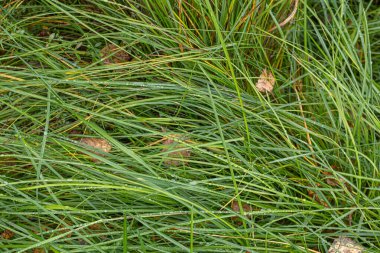 Yağmurdan sonra, sarı yapraklı sonbahar otları. Yukarıdan görüntüle.