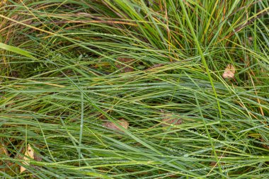 Yağmurdan sonra, sarı yapraklı sonbahar otları. Yukarıdan görüntüle.