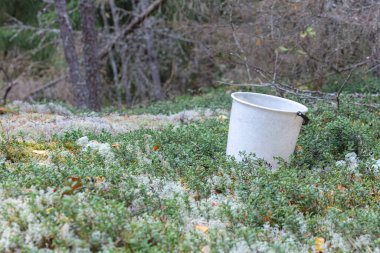 Ormanın kenarında böğürtlen ve mantar toplamak için beyaz bir kova.
