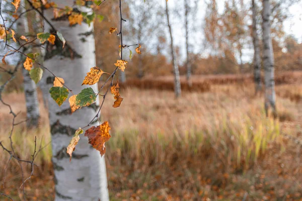 Gelbe Blätter auf dem Hintergrund von Birkenstämmen. Natürlicher, herbstlicher Hintergrund — Stockfoto