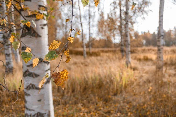 Жовте листя на тлі березових стовбурів. Природний, осінній фон — стокове фото