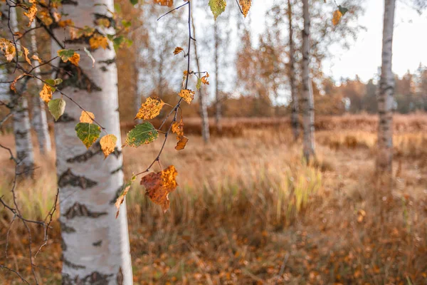 자작나무 줄기의 배경에 노란색 잎이 있다. 자연적 이고 가을의 배경 — 스톡 사진
