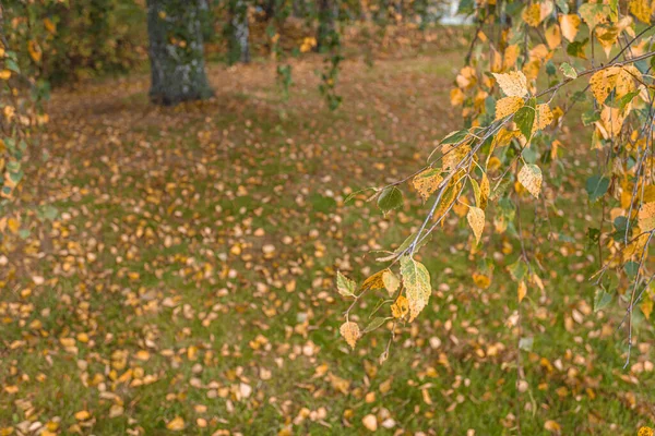 Gula blad på bakgrunden av björkstammar. Naturlig, höst bakgrund — Stockfoto