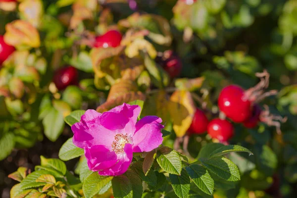 Flor rosa mosqueta fruta madura. Primer plano — Foto de Stock