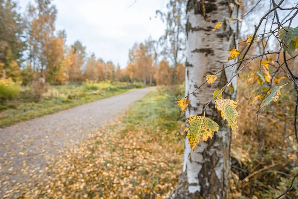 Leere Schotterstraße. Birken mit gelbem Laub auf beiden Seiten. Herbstliche Landschaft — Stockfoto