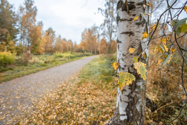 Порожня гравійна дорога. Березові дерева з жовтим листям з обох сторін. Осінній пейзаж — стокове фото