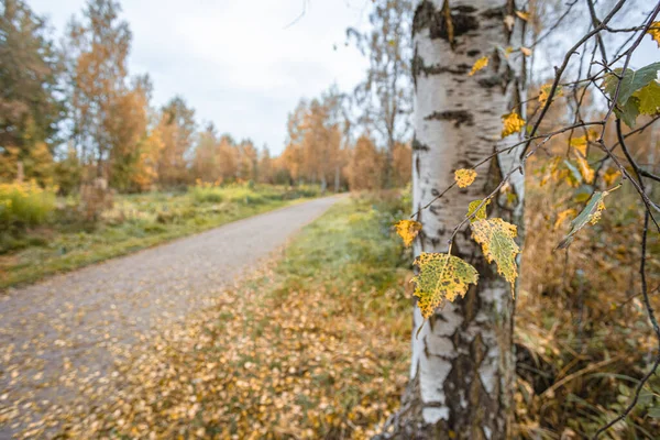 Route de gravier vide. Bouleaux à feuillage jaune de chaque côté. Paysage d'automne — Photo