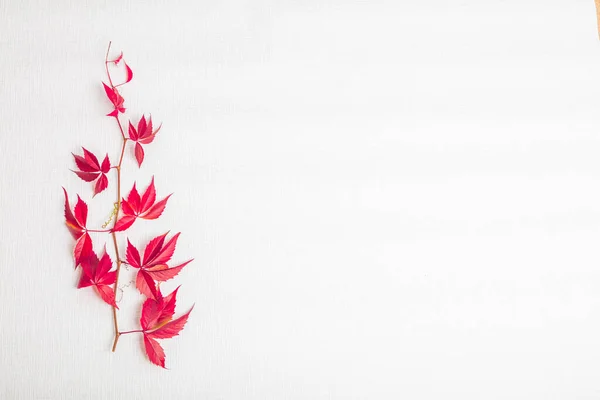 En kvist röda blad, druvor. Det finns en plats för text På en vit bakgrund. Utsikt uppifrån. Höstens utformning. — Stockfoto