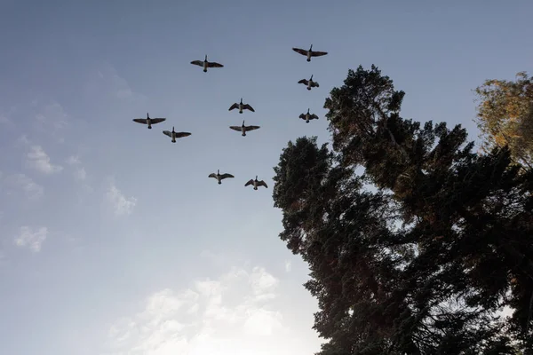 Um bando de pássaros voando contra o céu azul — Fotografia de Stock