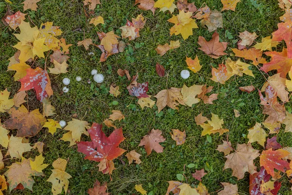 Maple leaves on green grass, autumn background. — Stock Photo, Image