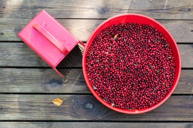 Bir kasede, yaban mersinleri, yabanmersinleri, tahsilat için bir hasatçının yanında, ahşap bir arka planda. Hasat konsepti