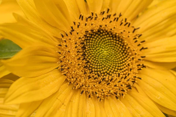 yellow flower, Natural sunflower background. Bloom. Close-up