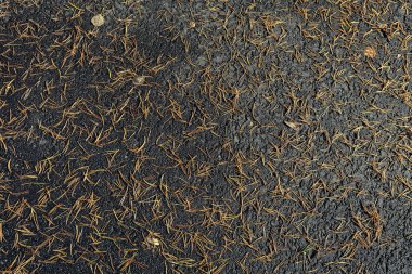 Gri asfaltta düşmüş kahverengi çam iğneleri. Doğal arkaplan.