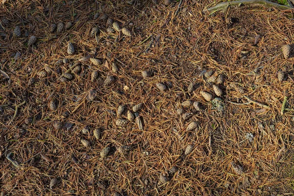 Conos de abeto caídos y agujas en el suelo. Fondo natural. —  Fotos de Stock