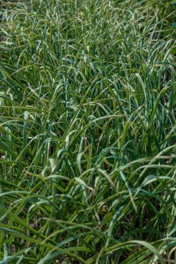 ,Bahçede soğan yatakları. Bahçıvanlık konsepti, böcek ilacı olmayan doğal ürün.