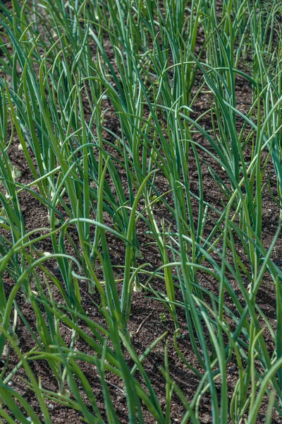 ,Camas de cebola no jardim. Conceito de jardinagem, produto natur sem pesticidas — Fotografia de Stock