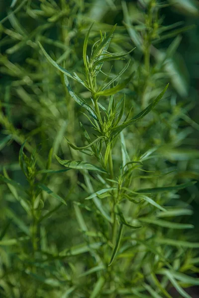 Tarragon no jardim Close-up conceito de jardinagem, produto natur sem pesticidas — Fotografia de Stock