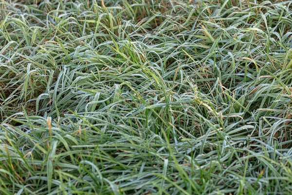 Buzla kaplı yeşil çimenler. Doğal arkaplan — Stok fotoğraf
