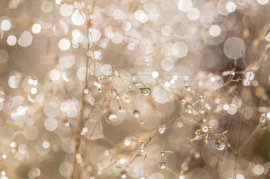 Gün doğumunda çiğ tanesiyle kaplanmış kuru çimenler. Güneş parlaması. Seçili odak