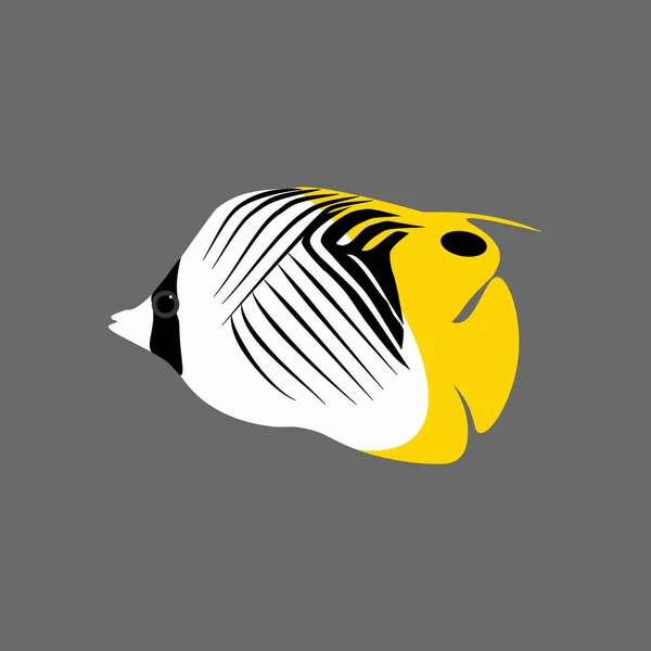 Chaetodon Auriga Treadfin Butterflyfish Pada Latar Belakang Abu Abu Ilustrasi - Stok Vektor