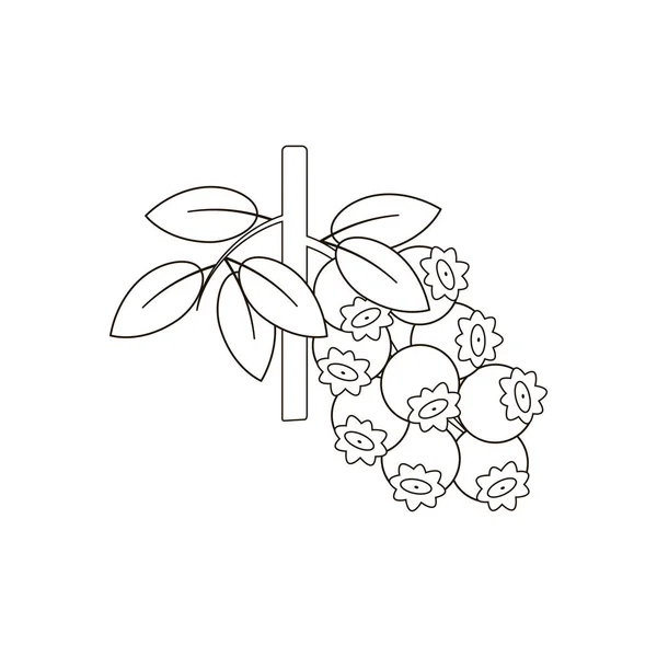 蓝莓浆果在白色背景上的图标 矢量插图 — 图库矢量图片