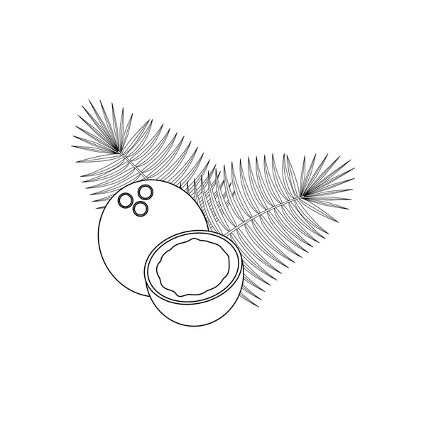 椰子水果插图在白色的背景 矢量插图 — 图库矢量图片