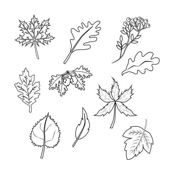 Herfstbladeren Witte Achtergrond Vectorillustratie — Stockvector