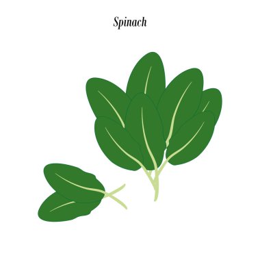 Ispanak yeşil illüstrasyon