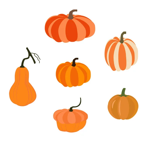 Pumpkin vegetable illustration — Stock Vector