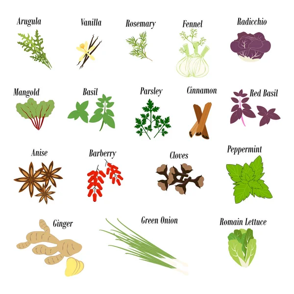 Kräuter und Gemüse und Gewürze Illustration — Stockvektor